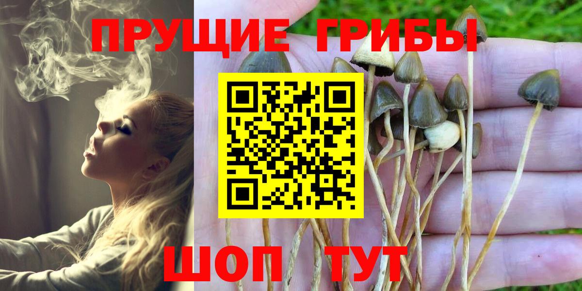 Скопин  Галлюциногенные грибы Psilocybine cubensis  Вход с VPN 